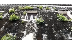 Is Mold Silently Killing