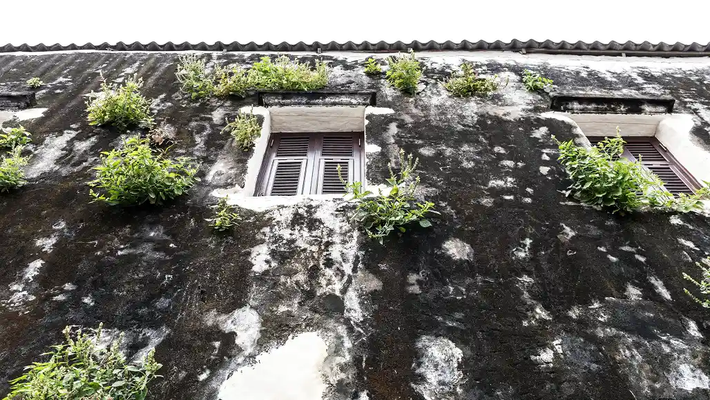 Is Mold Silently Killing